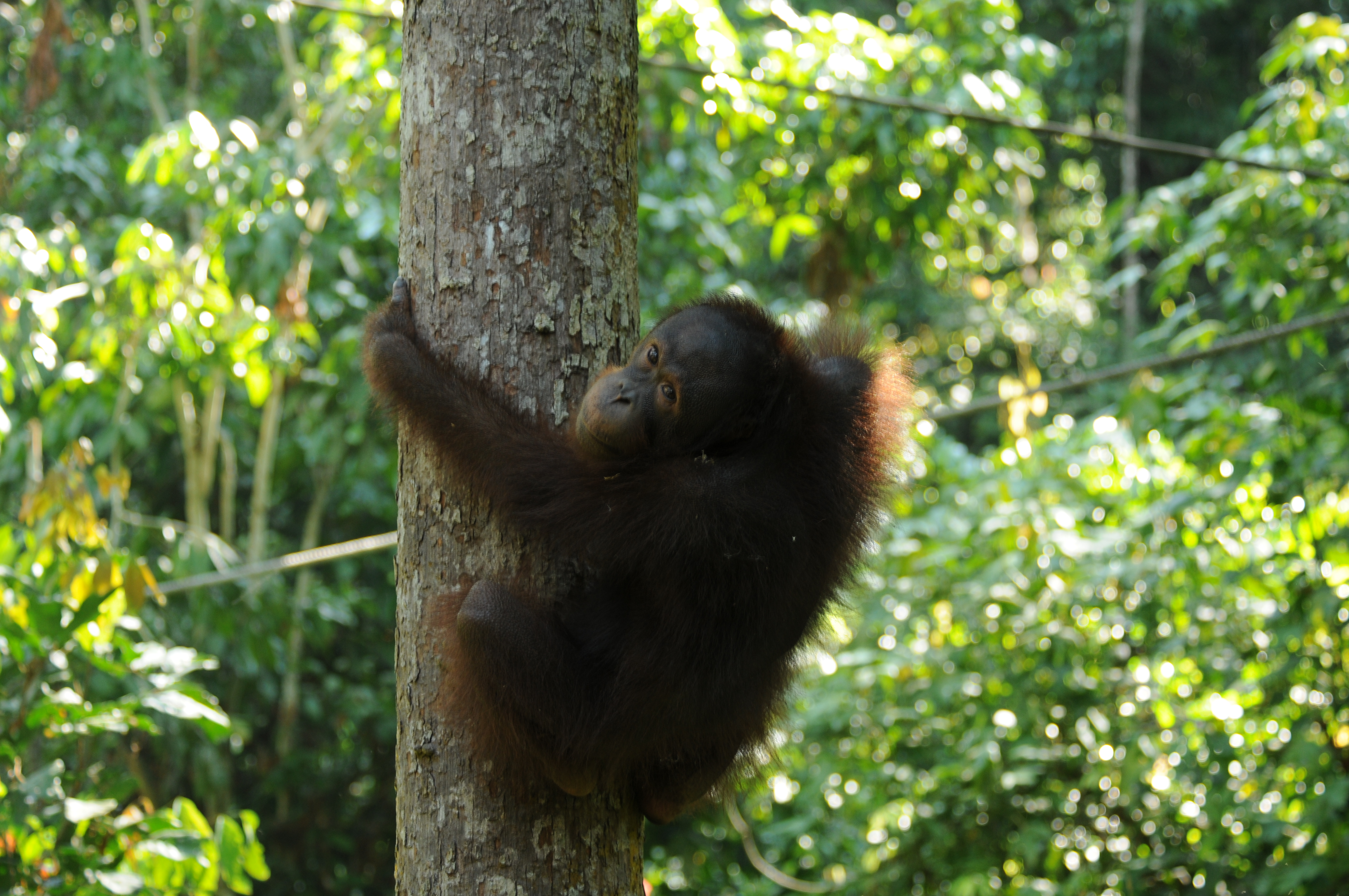 Orang-utan (Sepilok)